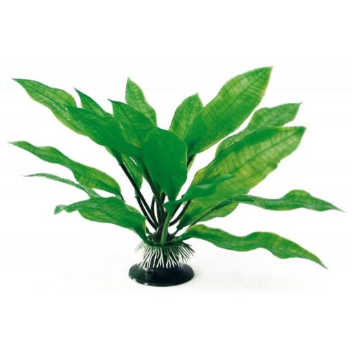 AMTRA ECHINODORUS augalas plant classic